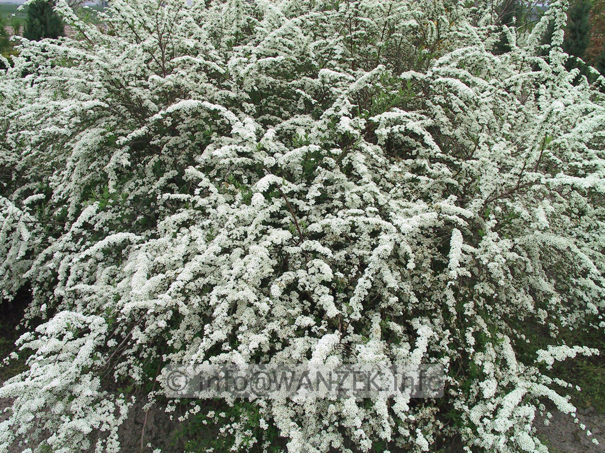 Spiraea cinerea Grefsheim 01.JPG